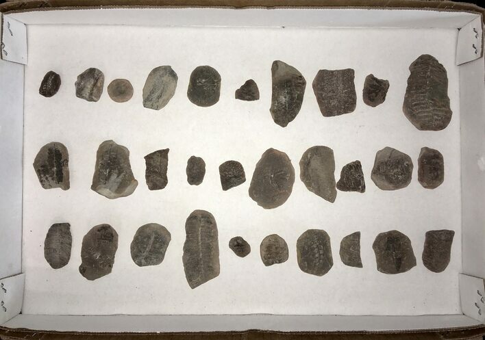 Clearance Lot: Mazon Creek Plant Fossil Nodules - Pieces #215265